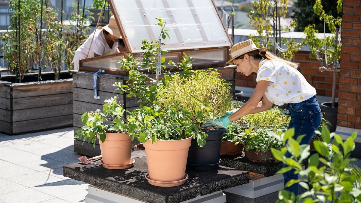 fpjindia's tweet card. Gardening: Why Native Plants Are Taking Root In Local Yards Around The Globe