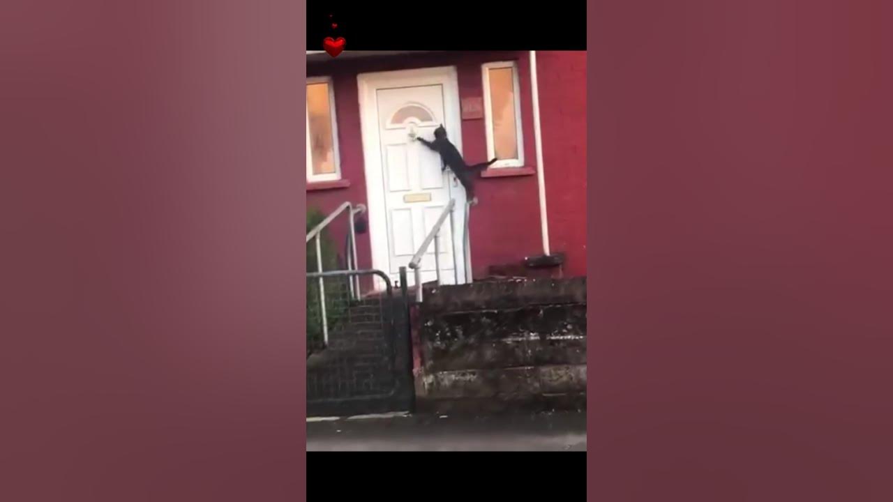 pashko_sergey's tweet card. 😻Funny cats. Incredible tricks! Cool video! #funnycat #cat #tricks...