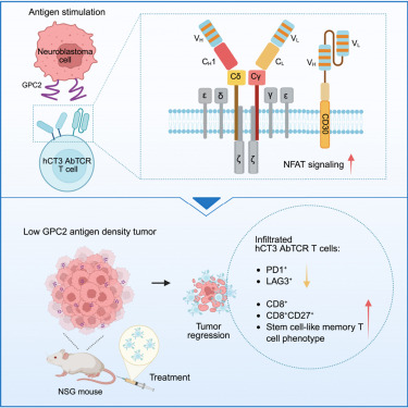 CellRepMed's tweet card. Quan et al. demonstrate that T cells engineered with antibody-T cell receptors (AbTCRs) targeting GPC2 outperform CAR T cells in neuroblastoma, showing improved efficacy due to stronger TCR signali...