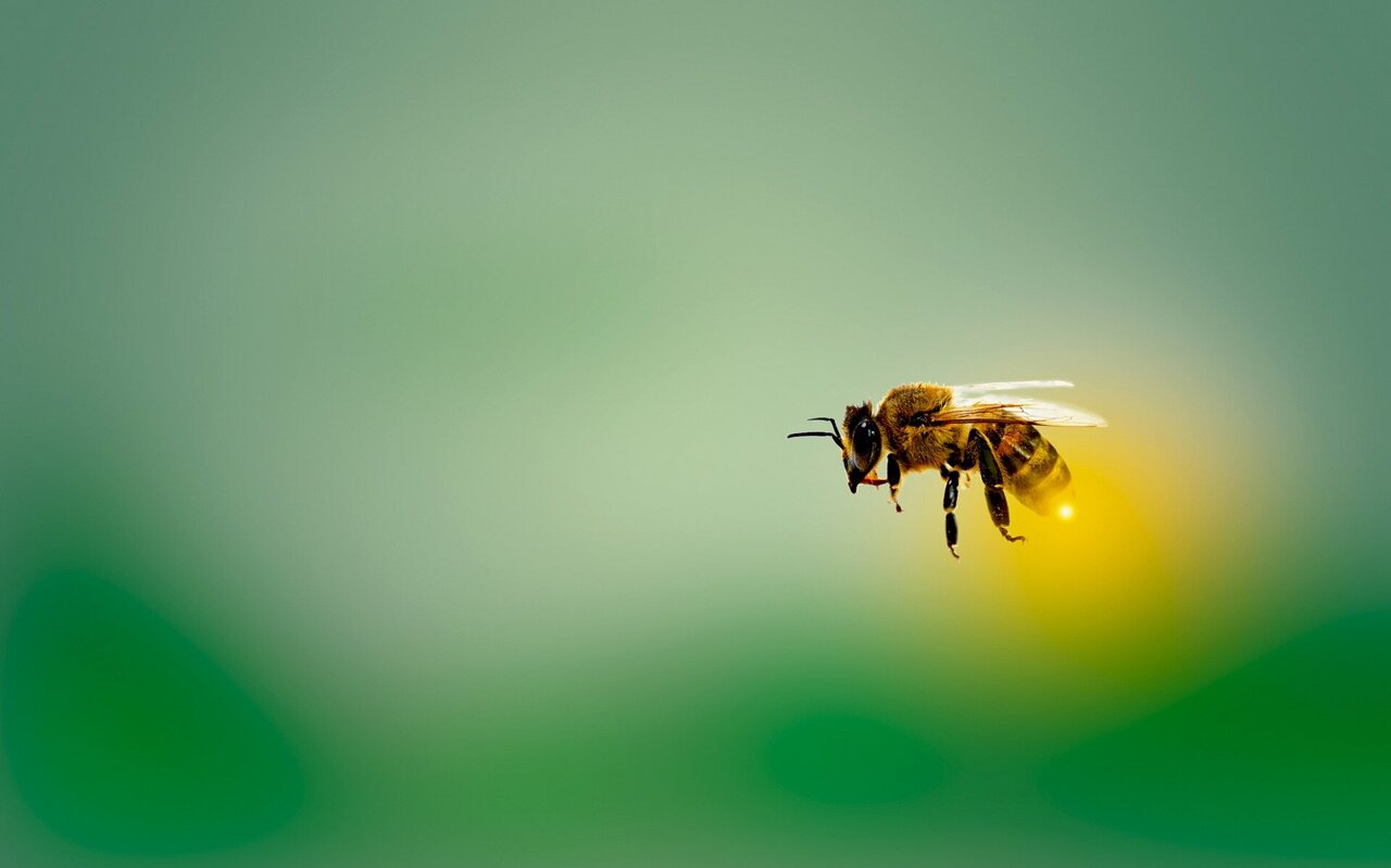BaPerlmutter's tweet card. Honeybees increase social distancing when their hive is under threat from a parasite, finds a new study led by an international team involving researchers at UCL and the University of Sassari, Italy.