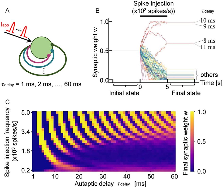 FrontNeurosci's tweet card. Neuronal networks in animal brains are considered to realize specific filter functions through the precise configuration of synaptic weights, which are auton...