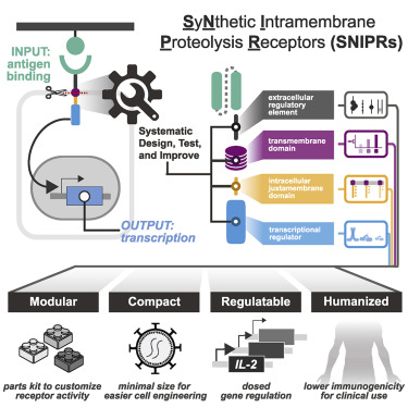 coding_bio's tweet card. The design framework for fully humanized transcriptional receptors for the programming of therapeutic cells.