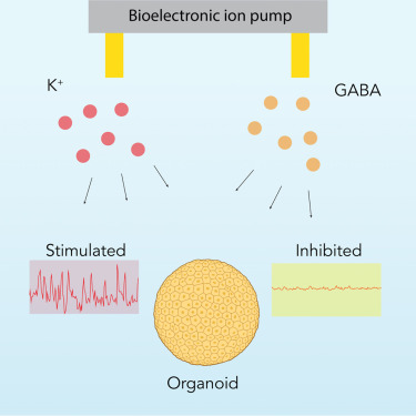 JSebascastella's tweet card. Park et al. utilize bioelectronic ion pumps to modulate neuronal activity in cortical organoids, demonstrating rapid, reversible control through targeted K+ and GABA delivery. This approach can...
