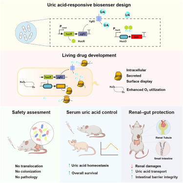CellRepMed's tweet card. Gao et al. develop a probiotic-based uric acid level sensing and adjustment system (PULSE) by equipping E. coli Nissle 1917 with a HucR-mediated uric acid-responsive genetic circuit. Oral administr...