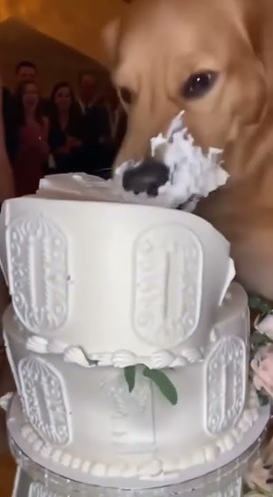 AwildbillR's tweet card. The cake! #doggo #petsontiktok #petlovers #dogtok #weddingc