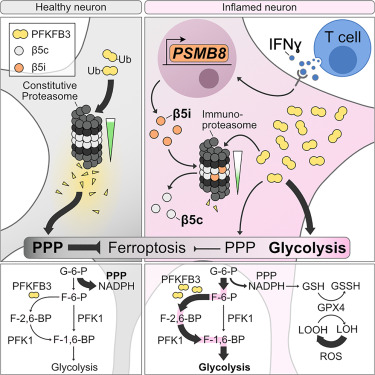 JanBroderEngler's tweet card. Neuronal proteasomal dysfunction is a hallmark of neuroinflammatory and neurodegenerative diseases. This study reveals that the interferon-induced immunoproteasome drastically decreases proteasomal...
