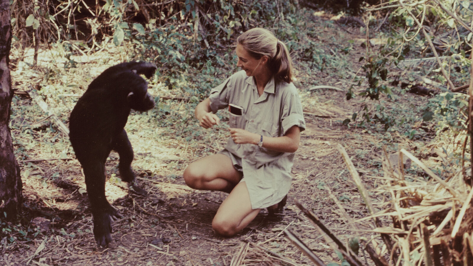 nytimes's tweet card. Her discoveries as a primatologist in the 1960s about how chimpanzees behave in the wild were hailed as “one of the Western world’s great scientific achievements.”