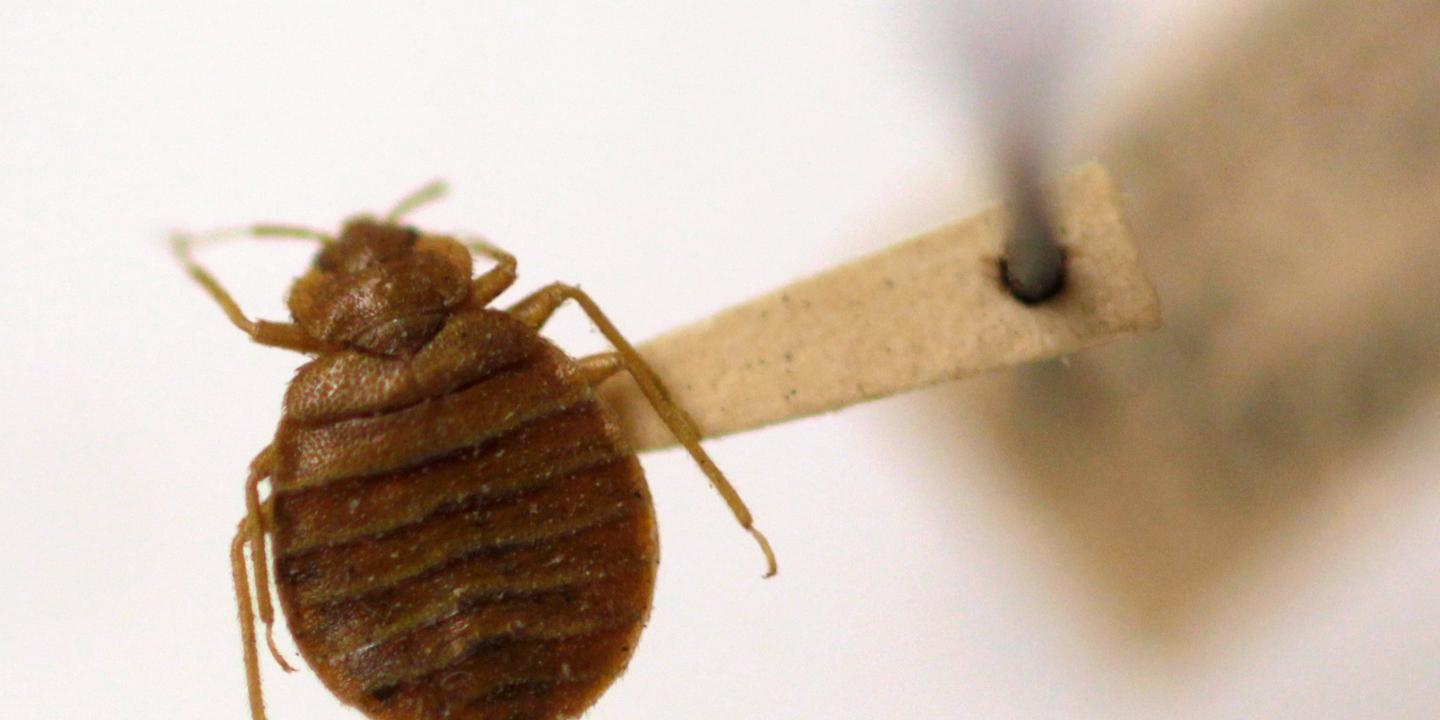 json0bject's tweet card. France shut several schools in October last year over concern about bedbug infestations. France has blamed the Kremlin for spreading misinformation about the pests.
