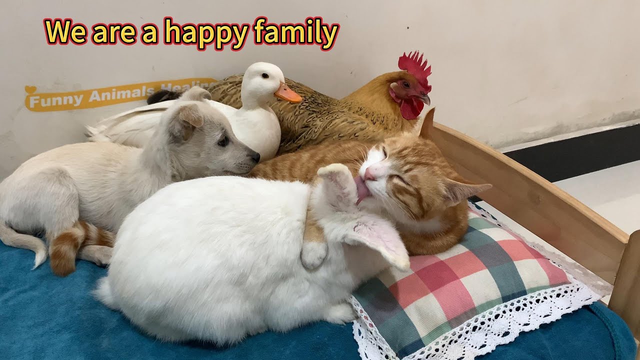 zmokasaurus's tweet card. Under the leadership of the cat, the puppy, duck, hen and rabbit...