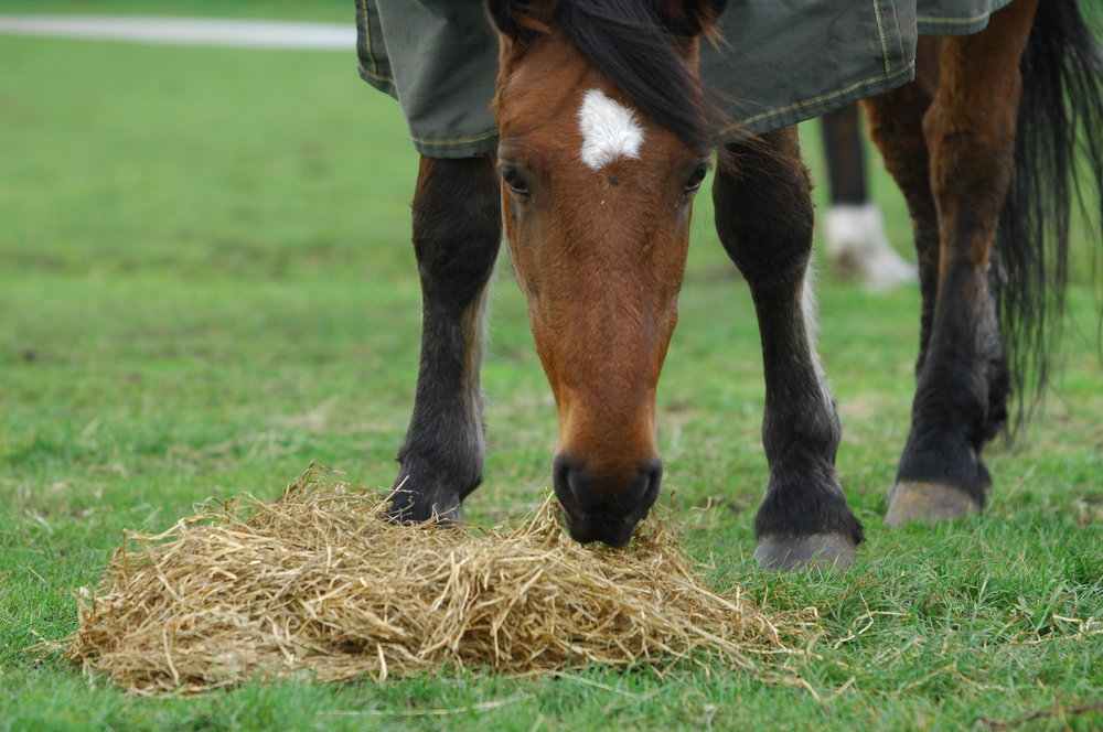 PonyNative's tweet card. A horse's digestive system is large and complicated, and understanding how it works is your best chance of keeping it healthy