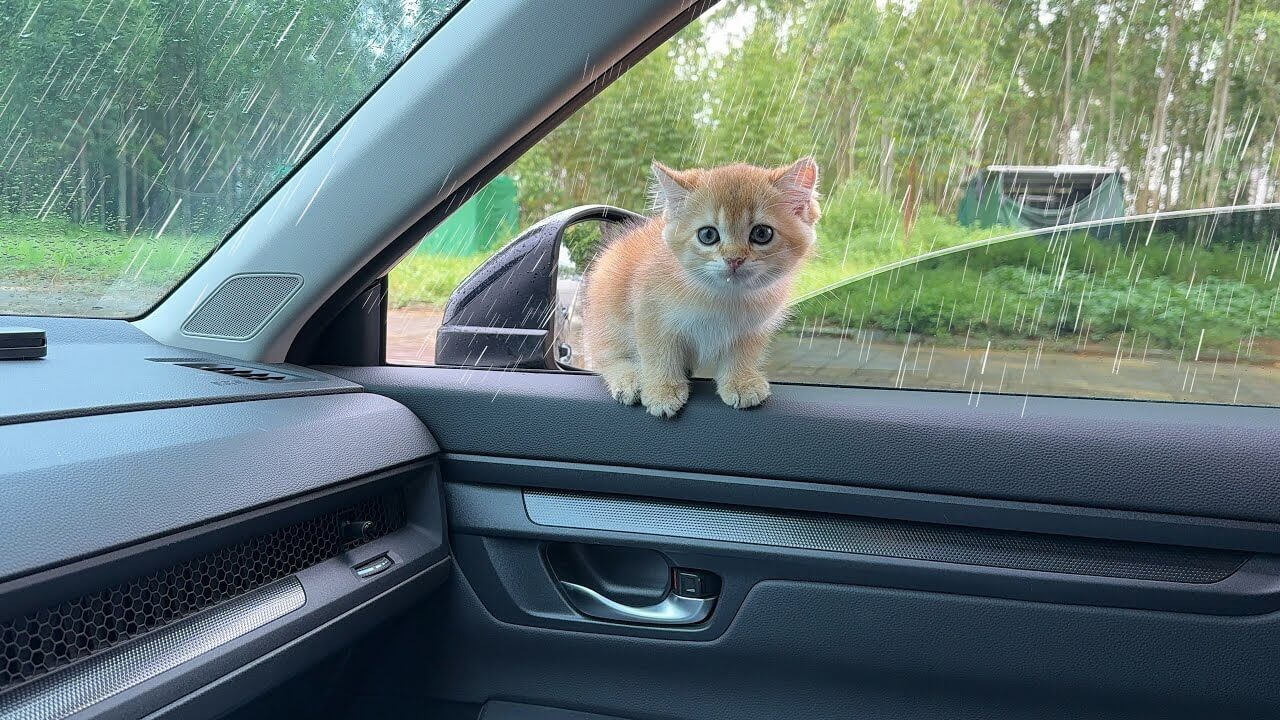 universitycatc's tweet card. 飼い主さんが車のドアを開けてあげると、可愛い子猫が車に飛び乗ろうか、ちょっと考えています。 車に乗りたい気持ち