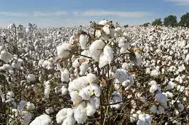 Sunny weather Brings Relief to Cotton Farmers in Adilabad