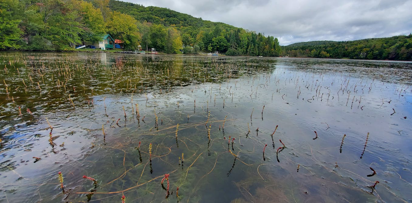ZarahPattison's tweet card. The fight against Eurasian watermilfoil, an invasive aquatic plant in North American lakes, can be long and expensive, so must be carefully planned.