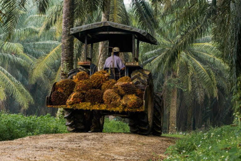 MongabayID's tweet card.     Hasil pemetaan Yayasan Auriga Nusantara, luas tutupan kebun sawit di Indonesia pada 2020 mencapai 16,52 juta hektar. Dari pemetaan itu, kebun sawit terbanyak atau sekitar 58% ada di Sumatera, 37%...