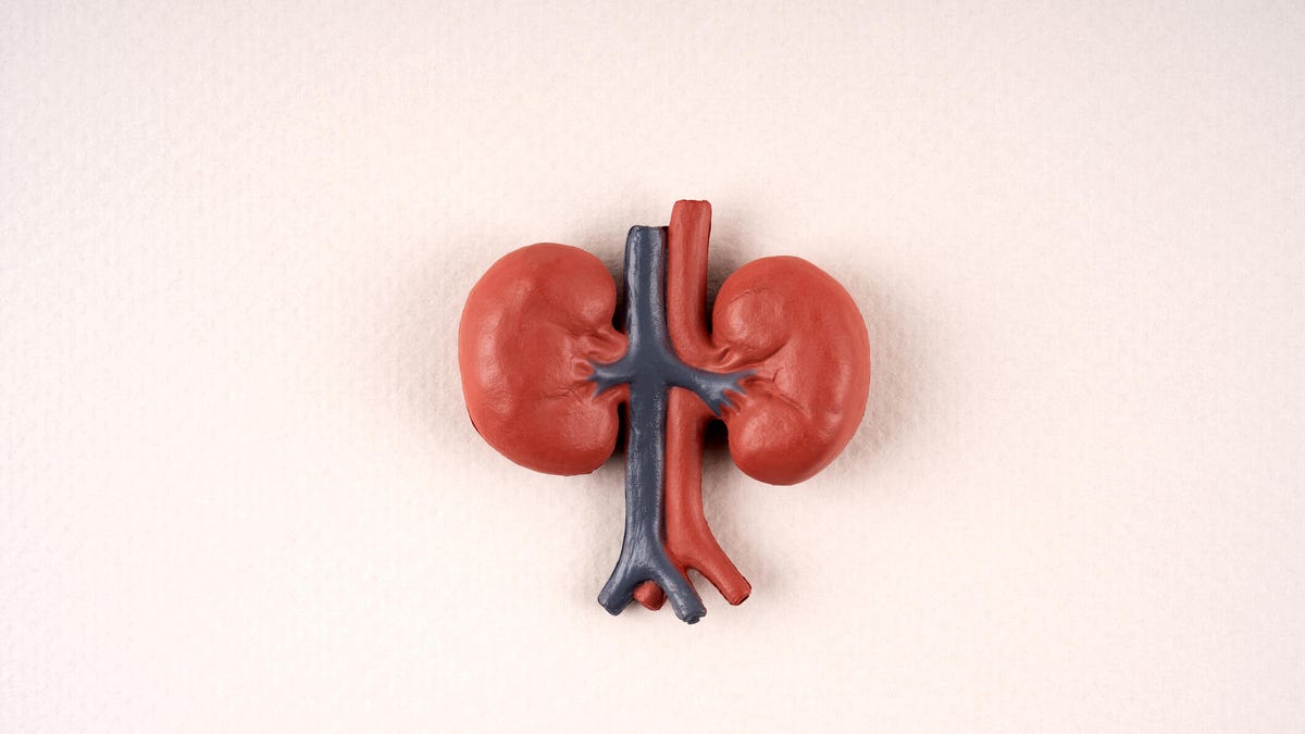 CNETNews's tweet card. These small-yet-powerful organs play a vital role in your body, so why not consume superfoods that can better support your health?