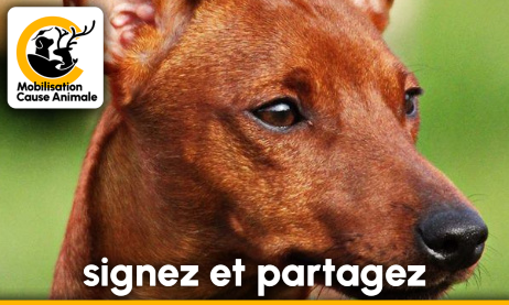 DrutMuriel's tweet card. Animaux - Signez la pétition : Pour la gratuité des transports pour les chiens et les chats !