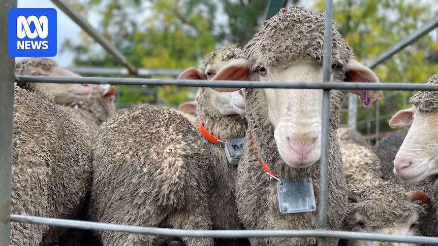 AgtechTutor's tweet card. Stock theft is a big problem right now, partly because cattle and sheep are worth a lot. So what if you could track them by satellite?