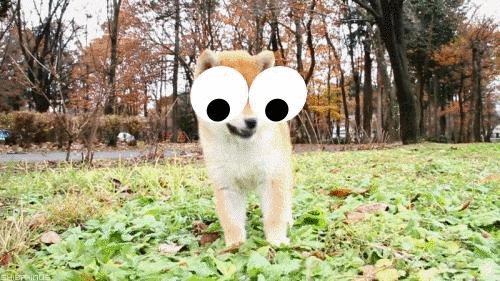 LaughingSquid's tweet card. Googlyify is a tool that allows you to add googly eyes to animated GIFs. After entering the URL of the GIF you'd like to enhance, you can add googly eyes
