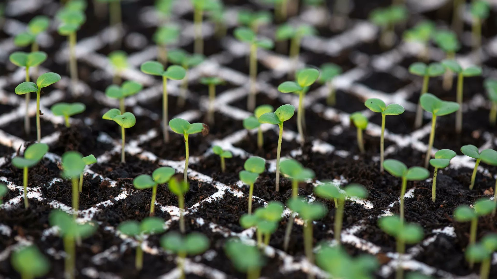 FrontMolBioSci's tweet card. Phytochromes are a small photoreceptor protein family regulating red/far-red light mediated plant growth and development. The five phytochromes in Arabidopsi...