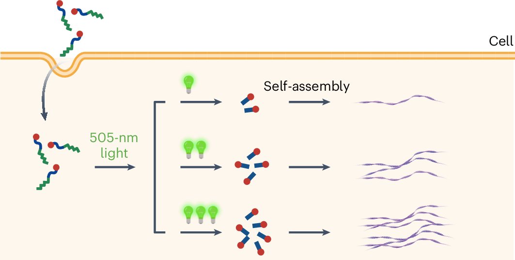 NatureSynthesis's tweet card. Nature Synthesis - Spatiotemporal control over the assembly of intracellular peptide nanofibres using visible light is reported. The photolysis-promoted monomer generation correlates the structure...