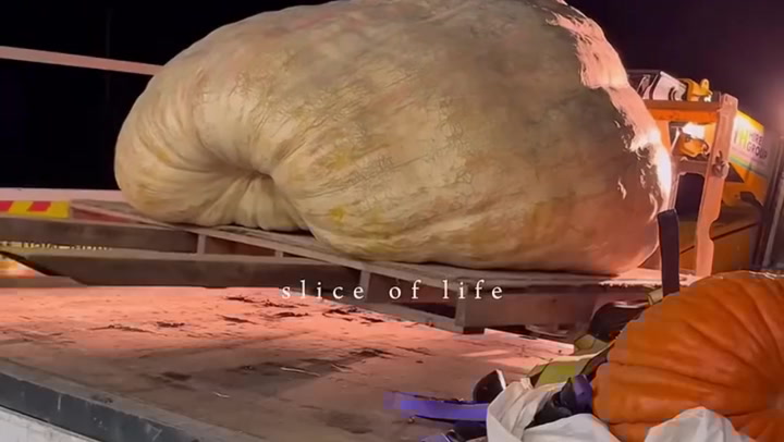 thebigtime's tweet card. The heaviest and largest pumpkin in the world was grown by twin brothers, who broke two world records last weekend. Ian and Stuart Paton claimed the records after their giant fruit weighed in at...