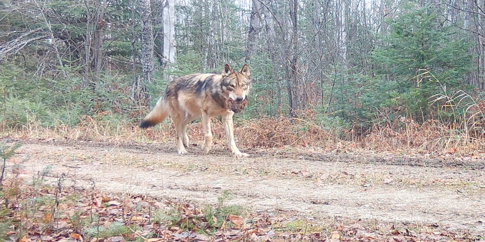 Howling4Wolves's tweet card. Republicans in Congress including Rep. Tom Tiffany of Wisconsin on Friday introduced a bill to delist the gray wolf in Wisconsin and 43 other states.