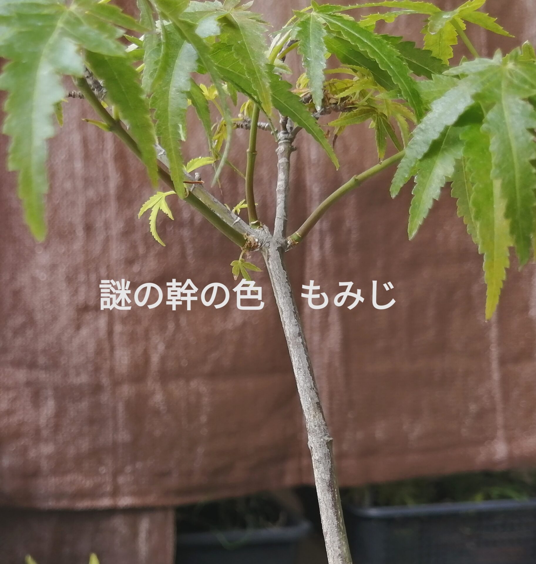 zoukimaple's tweet card. このモミジは、遠出した際に購入したものです。店主も品種は分からないようでした。もみじいろいろ連れ帰る〖出会いを大切に〗2025.5うちに来た時の様子↑真夏を抜けた現在、あることに気づきました。こう見るとまぁ、普通のモミジですよね。これを横.