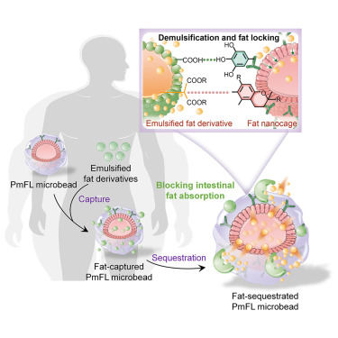 returncpp's tweet card. PmFL microbeads serve as a dynamic absorbent that excretes dietary fat derivatives through multiple molecular interaction-driven multiscale processes in the gastrointestinal (GI) tract. The PmFL...
