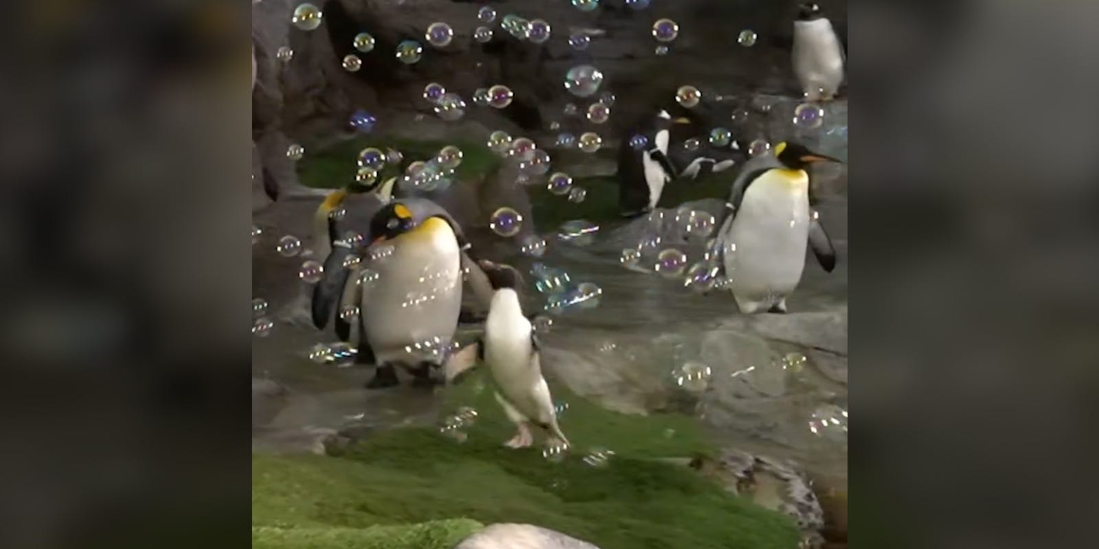 thebigtime's tweet card. Rockhopper penguin, Bumi, was recorded having fun with enrichment bubbles in his habitat at the Saint Louis Zoo.