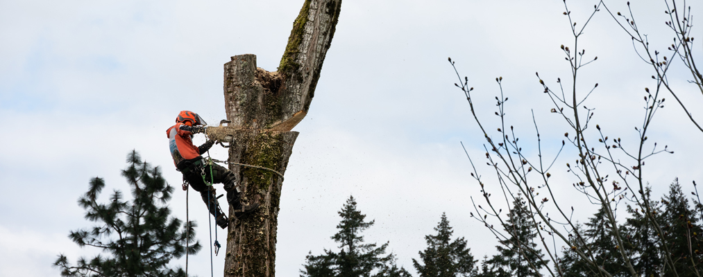 sourceforge's tweet card. Wondering what is an arborist or what CRM arborists should use in 2025–2026? Learn how specialized tree care software saves time, cuts costs, and why ArboStar is leading the industry.