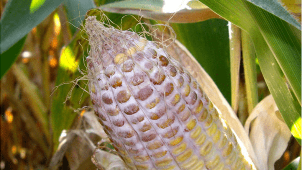 PurdueExtension's tweet card.   Now that harvest season is underway, one of Purdue University’s leading agronomists is telling corn producers to be mindful of vomitoxin, which could cause problems well after harvest. “We found...
