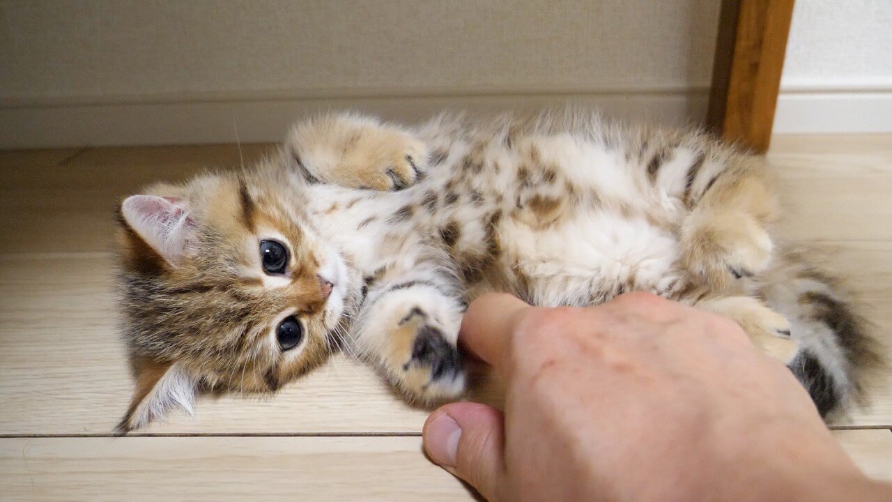universitycatc's tweet card. お母さん猫が授乳をしながらうとうとしていると背後の爪とぎボードの上から、いたずらっ子な子猫がお母さん猫の頭をち
