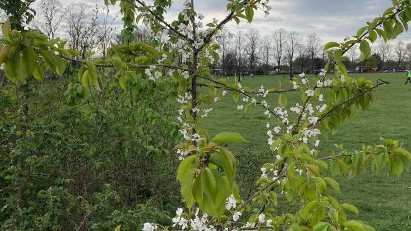 Figges_Marsh's tweet card. The Friends of Figges Marsh are seeking funding to improve our local green space. It is an important community space for local people.