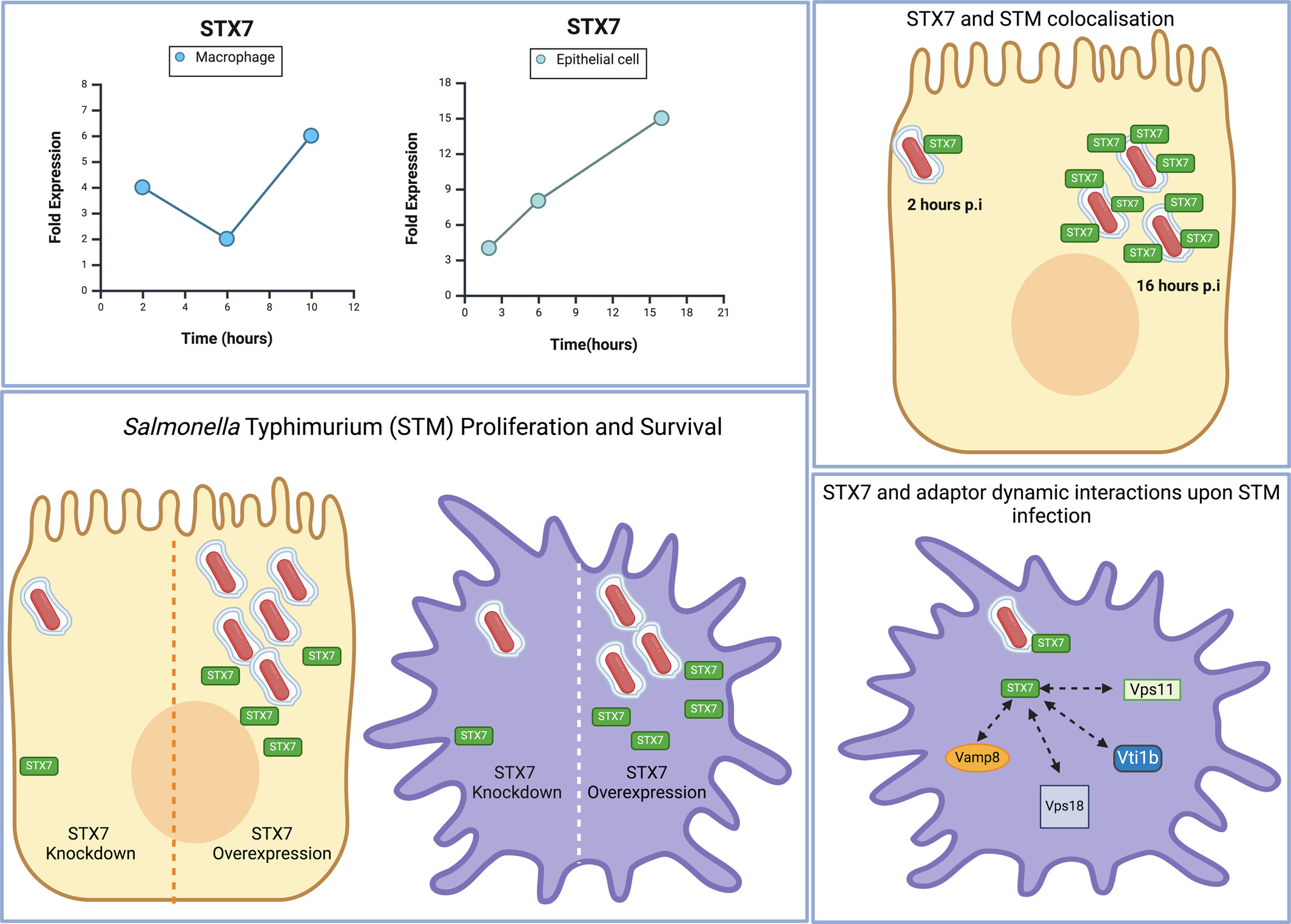 DipaLab_IISc's tweet card. Salmonella Typhimurium hijacks the host Qa-SNARE syntaxin 7 (STX7) to manipulate endo-lysosomal trafficking and sustain intracellular survival. STX7 displays cell–type–specific expression and...