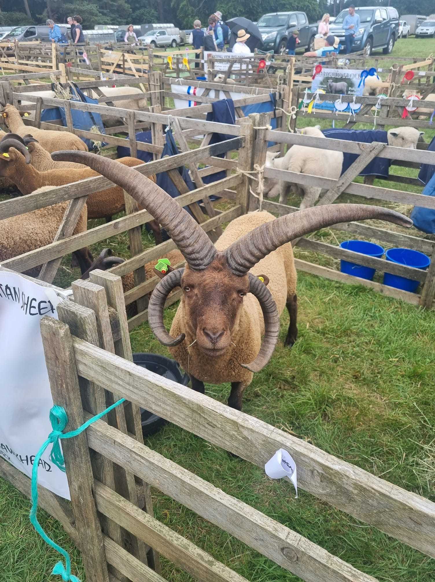 gazetteherald's tweet card. MALTON Show offers a free shuttle bus for the day.