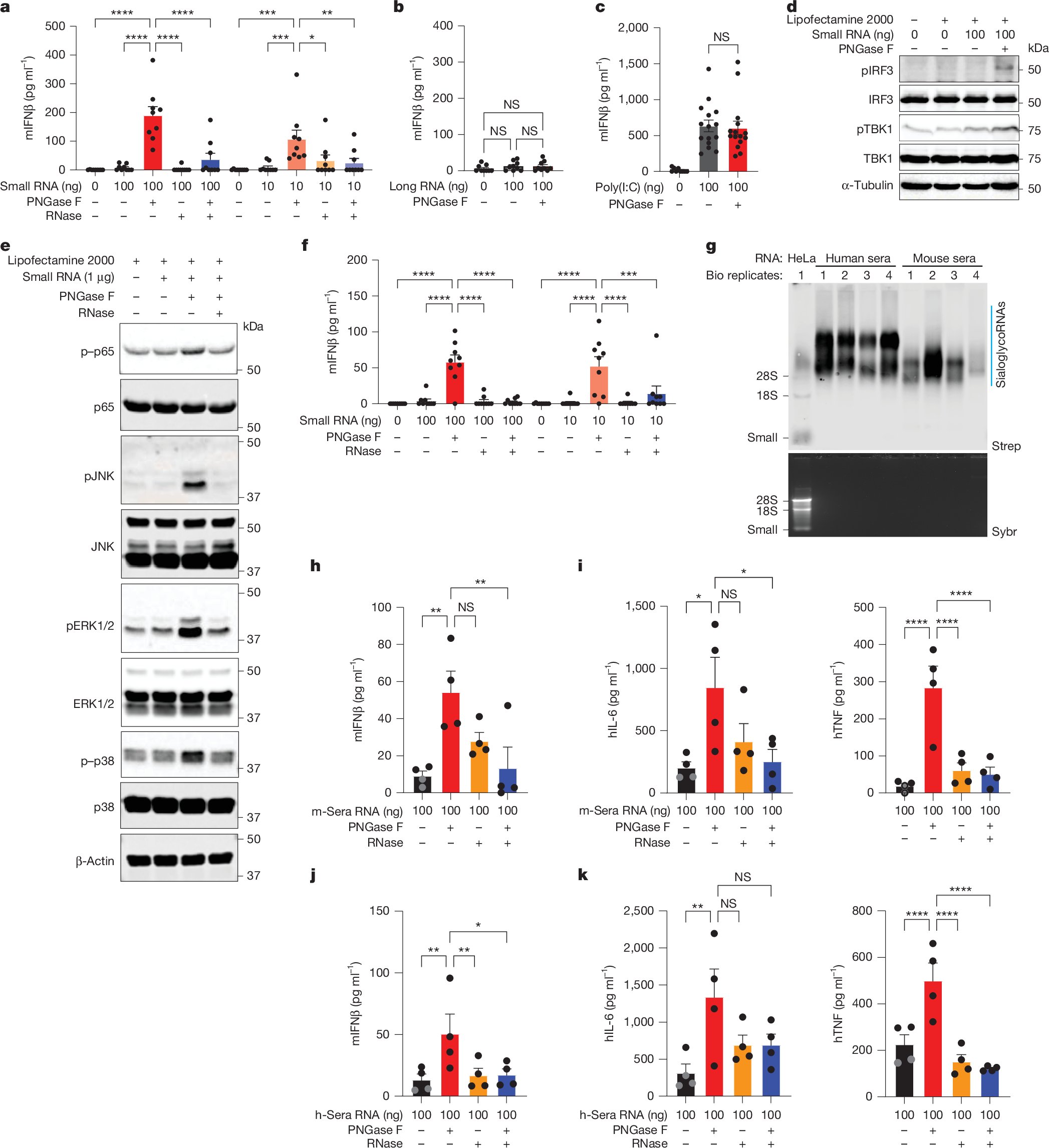 VinnieViruses's tweet card. Nature - N-glycans on glycoRNAs prevent innate immune sensing of endogenous small RNAs, and the natural mechanism they use demonstrates how glycoRNAs exist on the cell surface and in the endosomal...