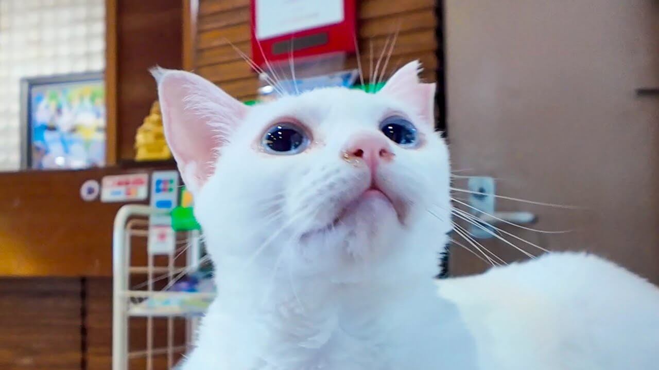 universitycatc's tweet card. ここは徳島県にあるえびす洞温泉のとあるホテルです。 このホテルはたくさんの猫のスタッフが働いていてこの日もエン