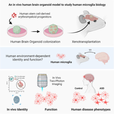 LukasValihrach's tweet card. Schafer et al. present an organoid-based xenotransplantation platform to study human brain-environment-dependent and disease-associated microglia phenotypes under in vivo conditions.