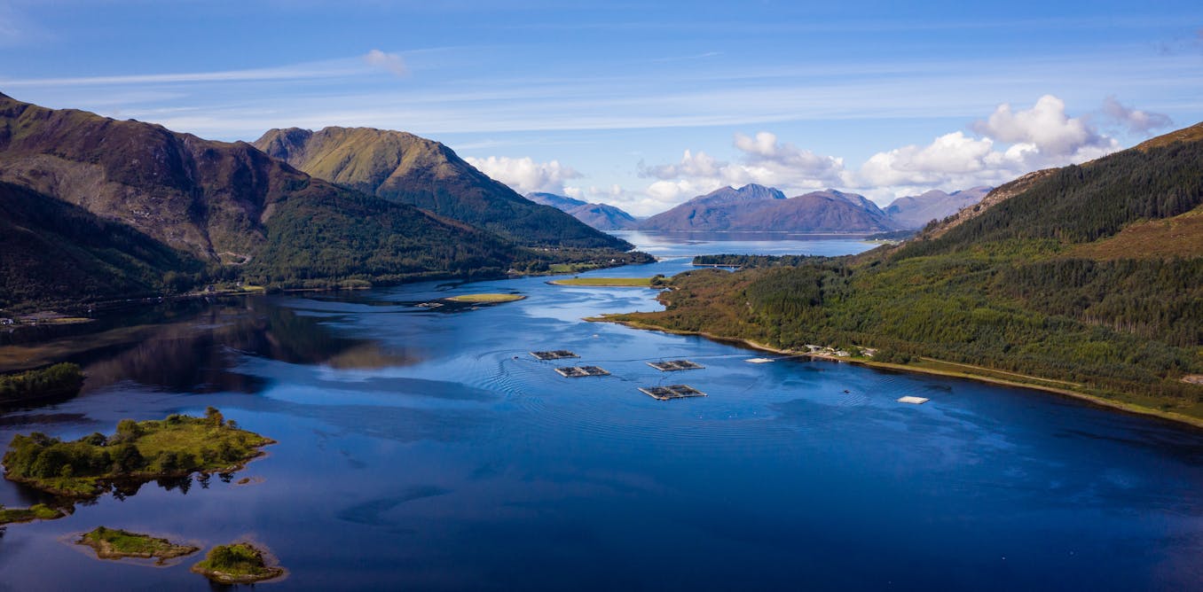 ProsaicView's tweet card. When Storm Amy battered the Scottish Highlands in early October, it tore through a salmon farm’s sea pens, releasing around 75,000 fish into open water in Loch Linnhe. The scale of the escape is …