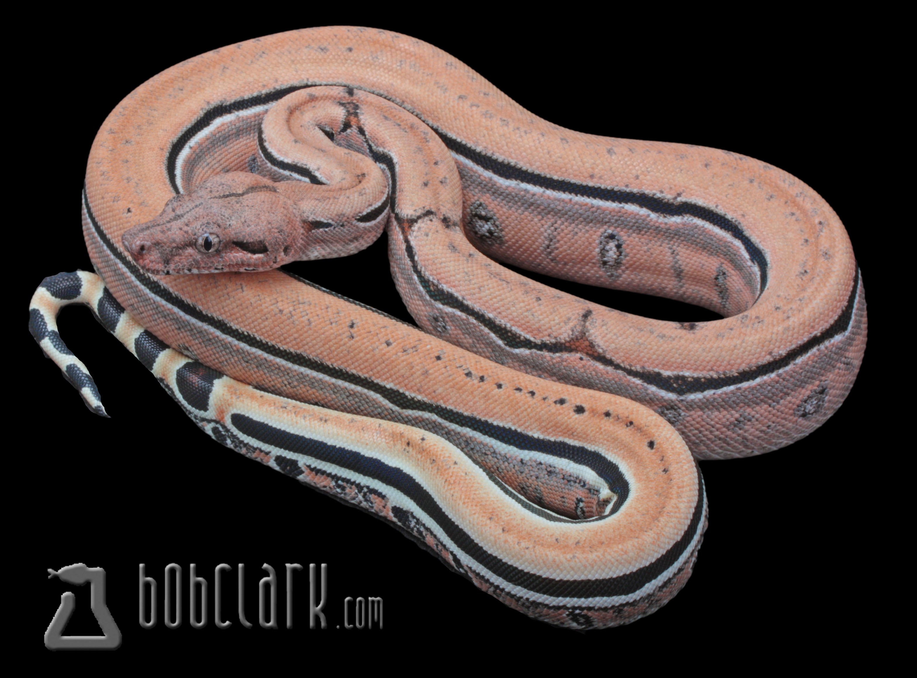 PythonBobClark's tweet card. 2025-06-21femaleboa_imgscoria_f1