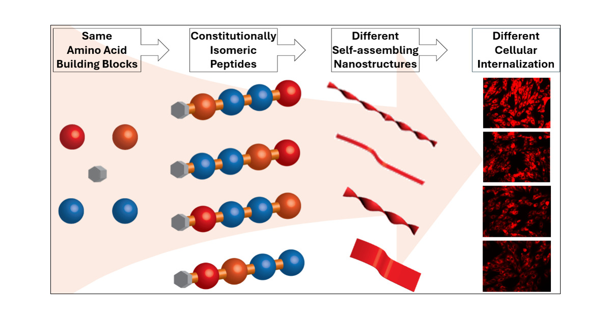 MatsonLab_VT's tweet card. Self-assembled peptide–H2S donor conjugates (PHDCs) can deliver hydrogen sulfide in vitro and in vivo, yet the link between the supramolecular nanostructure morphology and cellular uptake remains...