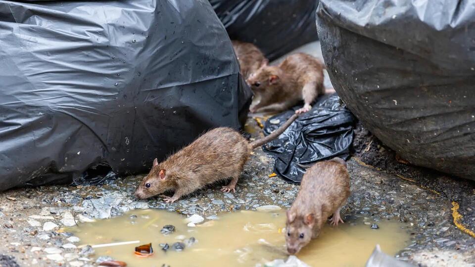 BugOffPest's tweet card. "They’re chewing through the wood on people’s homes to get into the walls." Residents sound the alarm over concerning increase in rodent activity: 'We pul