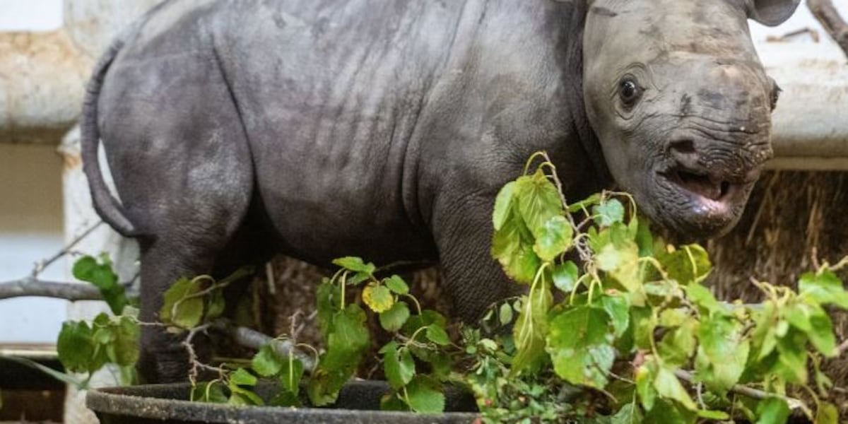 thebigtime's tweet card. The Cleveland Metroparks Zoo needs your help to pick a name for its newborn Eastern black rhino calf.