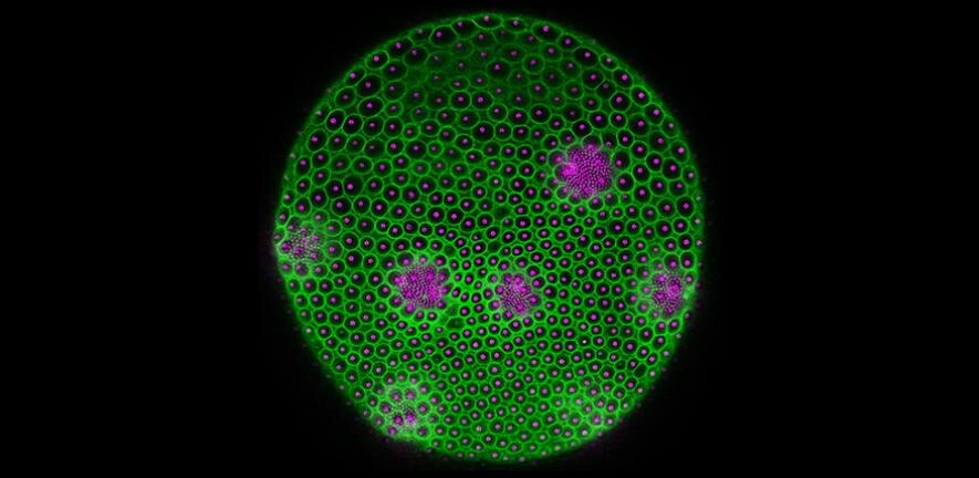 physorg_com's tweet card. Researchers have captured the first clear view of the hidden architecture that helps shape a simple multicellular organism, showing how cells work together to build complex life forms.