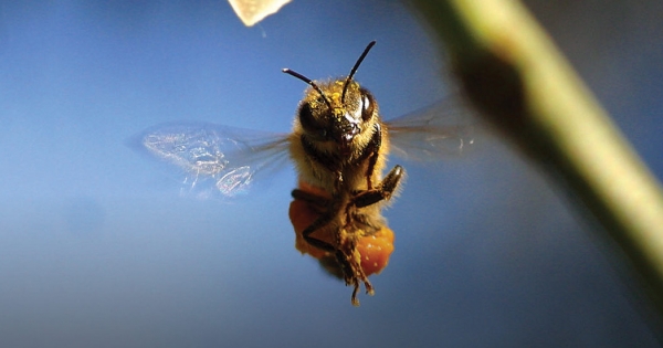 2icode's tweet card. Les abeilles sont en train de mourir, mais cette pétition aux dirigeants du monde entier pourrait bien les sauver. Signez maintenant et atteignons 5 millions!
