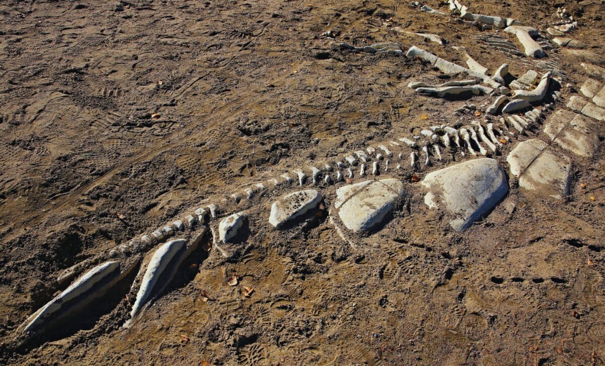VitalizeOne's tweet card. At first glance, the fossil seemed birdlike, something out of place, yet familiar for a creature among dinosaurs.