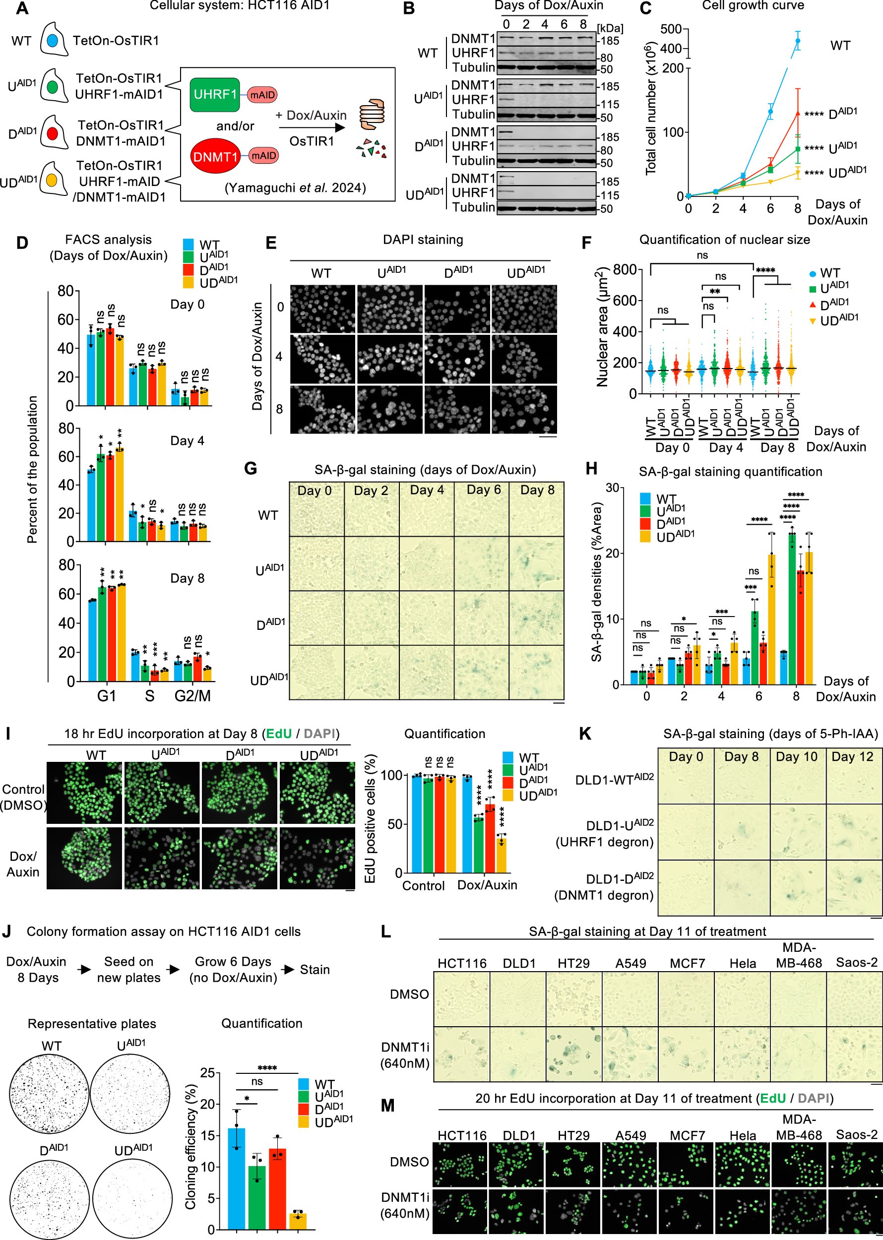 AgingBiology's tweet card. Nature Communications - Using degron approaches, the authors show that cancer cells experiencing prolonged DNA methylation loss—without substantial DNA damage—undergo non-canonical...