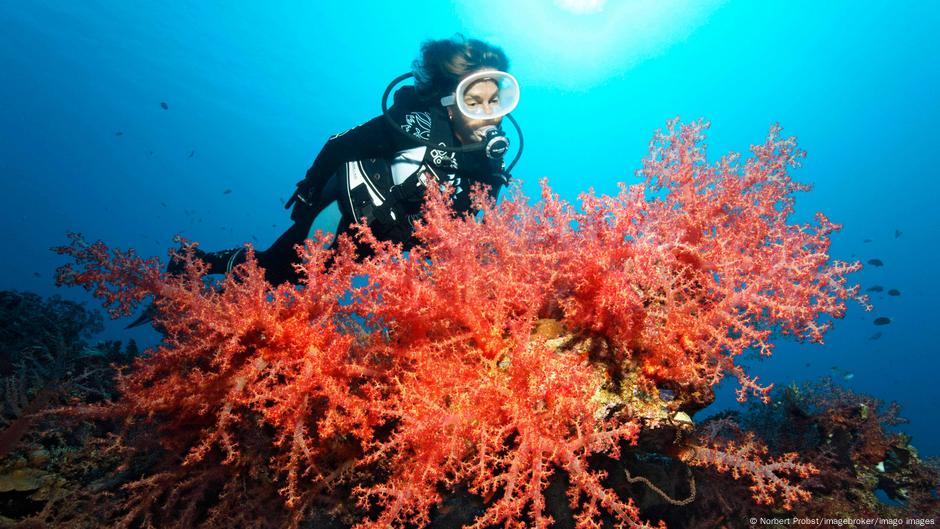 ECOWARRIORSS's tweet card. Scientists warn that rising global temperatures have pushed the world's coral reefs to a likely point of no return. Can they be brought back from the brink?