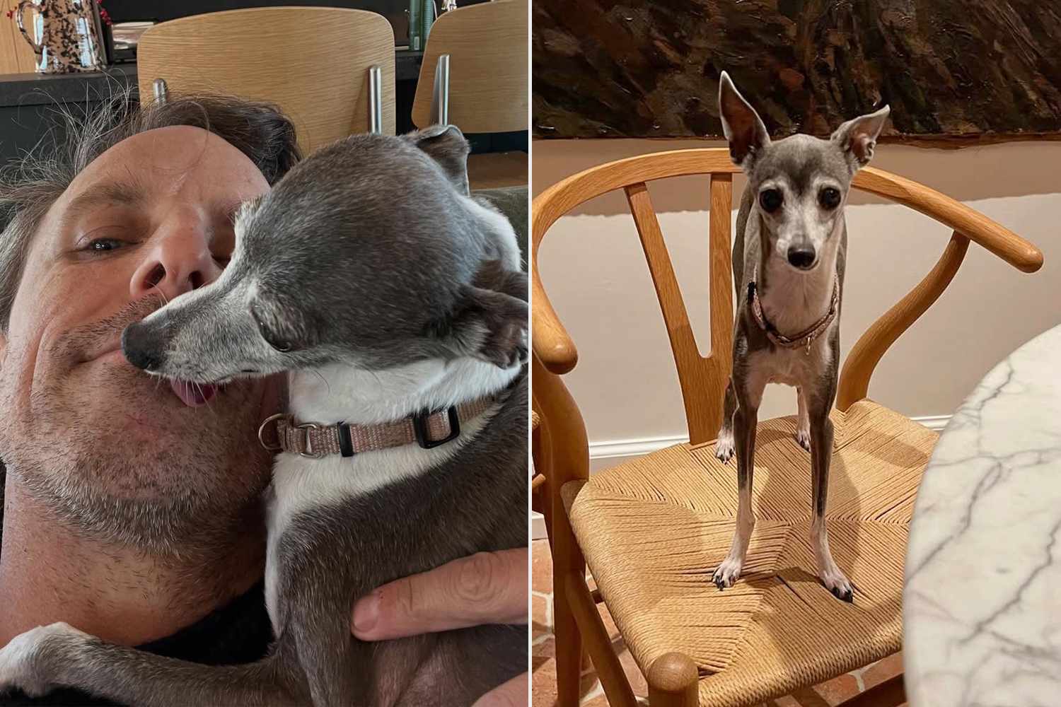 people's tweet card. Seth Meyers announced on Tuesday, Aug. 19, that his family's 14-year-old Italian Greyhound, Frisbee, has died.