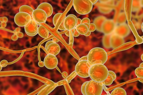 brownengin's tweet card. In an advance that could lead to better treatment of troublesome fungal infections, Brown University engineers have developed a nanoscale drug delivery system specially targeted to fungal cells.